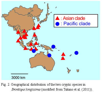 Fig.2. Geographical distribution of the two cryptic species in Brontispa longissima (modified from Takano et al.(2011)).