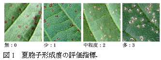 図1　夏胞子形成度の評価指標