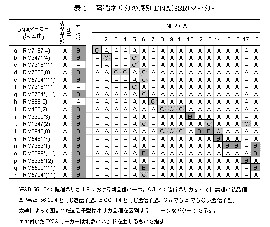 表1　陸稲ネリカの識別DNA(SSR)マーカー