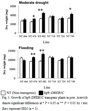 FIg.1. Growth of lip9::DREB1C transgenic plants in pots.