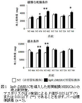 図1　lip::DREB1Cを導入した形質転換NERICA1の地上乾物重.