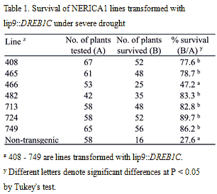 Survival of NERICA1 lines transformed with lip::DREB1C under severe drought