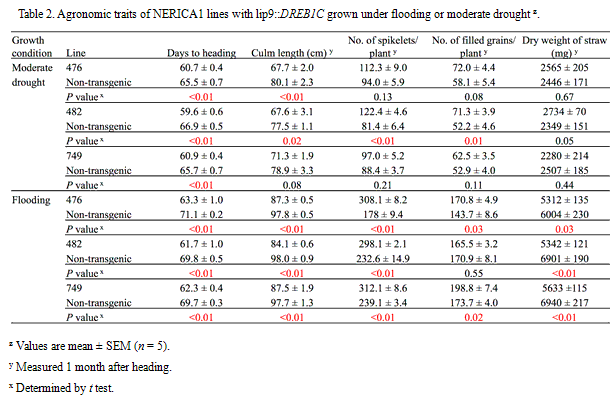 Table 2. Agronomic traits of NERICA1 lines with lip9::DREB1C grown under flooding or moderate drought.