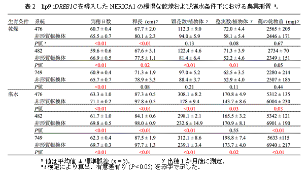 表2　lip9::DREB1Cを導入したNERICA1の緩慢な乾燥および湛水条件下における農業形質.