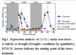 Fig.1. Expression analysis of OsPIL1 under non-stress (Control) or drought (Drought) conditions by quantitative RT-PCR.
