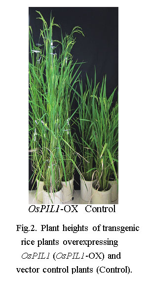 Fig.2. Plant heights of transgenic rice plants overexpressing OsPIL1(OsPIL1-OX) and vector control plants (Control).