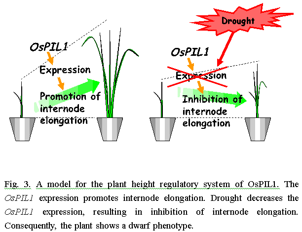 Fig.3. A model for the plant height regulatory system of OsPIL1.
