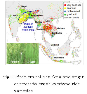 Fig.1. Problem soils in Asia and origin of stress-tolerant aus-type rice varieties