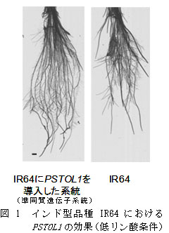図1　インド型品種IR64におけるPSTOL1の効果（低リン酸条件）