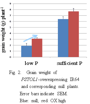 Fig.2. Grain weight of PSTOL1-overexpressing IR64 and corresponding null plants.