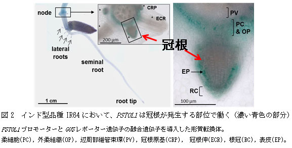 図2　インド型品種IR64において、PSTOL1は冠根が発生する部位で働く（濃い青色の部分）