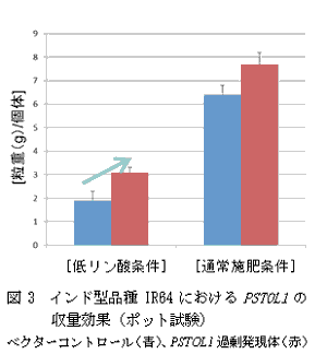 図3　インド型品種IF64におけるPSTOL1の収量効果（ポット試験）