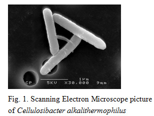 Fig.1. Scanning Electron Microscope picture