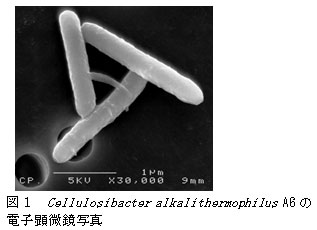 図1　Cellulosibacter alkalithermophilus A6の電子顕微鏡写真
