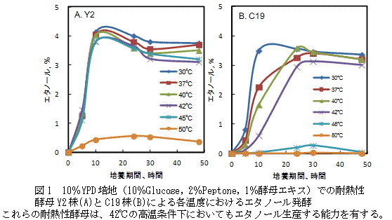 図1 10%YPD培地（10%Glucose, 2%Peptone, 1%酵母エキス）での耐熱性酵母Y2株(A)とC19株（B)による各温度におけるエタノール発酵