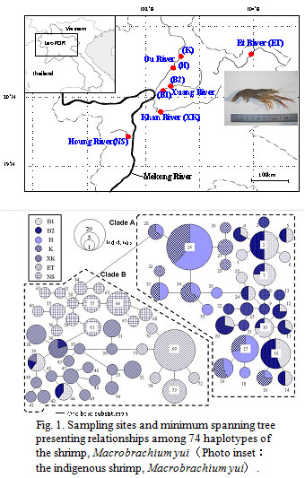 Fig.1. Sampling sites and minimum spanning tree presenting relationships among 74 haplotypes of the shrimp, Macrobrachium yui (Photo inset: the indigenous shrimp, Macrobrachium yui).