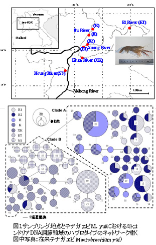図1　サンプリング地点とテナガエビM.yuiにおけるミトコンドリアDNA調節領域のハプロタイプのネットワーク樹（図中写真：在来テナガエビMacrobrachium yui)