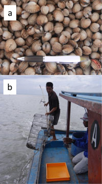 Fig. 1. (a) Blood cockle; (b) A fisherman harvesting cultured cockle