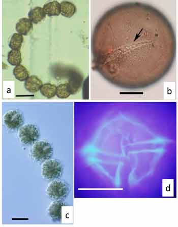 Fig. 2. Vegetative cells of (a) Gymnodinium catenatum, (b) the resting cyst and (c) Alexandrium tamiyavanichii; (d) fluorescence microscope image of A. tamiyavanichii stained with chemical solution. Scale bars correspond to 50 μm (a) and 20 μm (b, c, d)