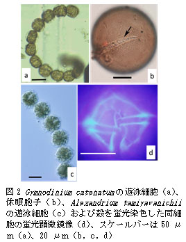 図2 Gymnodinium catenatumの遊泳細胞（a）、休眠胞子(b)、Alexandrium tamiyavanichiiの遊泳細胞(c)、および殻を蛍光染色した同細胞の蛍光顕微鏡像(d)、スケールバーは50μm(a)、20μm(b,c,d)