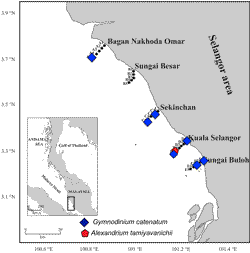 Fig. 3. Occurrence of the vegetative cells, Gymnodinium catenatum and Alexandrium tamiyavanichii, along Selangor coast