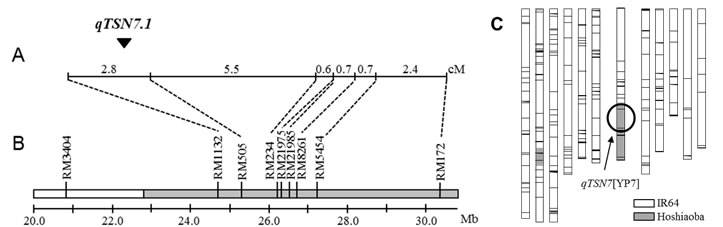 Fig. 1. Chromosomal location of qTSN7.1 and graphical genotype of NIL with qTSN7.1.