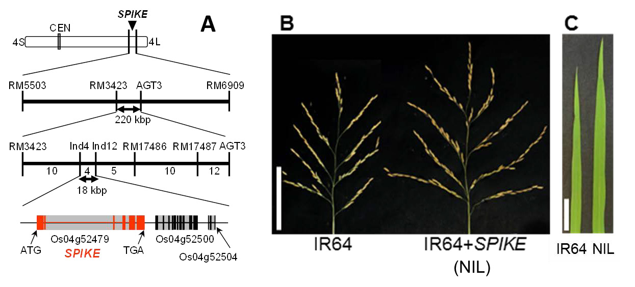 図１ SPIKEの染色体上の位置（A）と一穂籾数の増加(B)、止葉幅の増加(C)