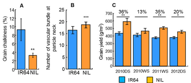 Fig. 2 Percentages of grain chalkiness (A), number of vascular bundle at panicle neck (B) and grain yield (C). Values are mean ± SD (A, B) or SE (C). Significant at ***0.1%, **1% and *5% level by t-test.