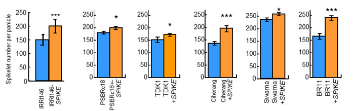 Fig. 3 Total spikelet number per panicle between Indica-type cultivars with and without SPIKE. Values are mean ± SE. Significant at ***0.1%, **1% and *5% level by t-test. 