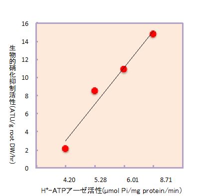 図2 水耕栽培におけるソルガムの根からの生物的硝化抑制物質の分泌量と細胞膜H+-ATP アーゼ活性との関係性