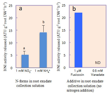 Fig. 3. Influence of N-forms (1 mM N as NH4++ vs. NO3-) and H+-ATPase stimulator, fusicoccin (1 µM) or H+-ATPase inhibitor, vanadate (0.5 mM) on BNI release in sorghum in a split-root system setup.