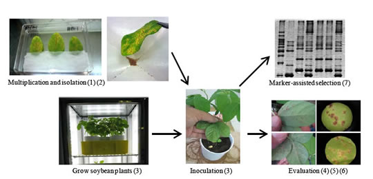 Fig. 1. Evaluation process for Asian soybean rust (ASR) resistance. The numbers in the figure correspond to that of Table 1.