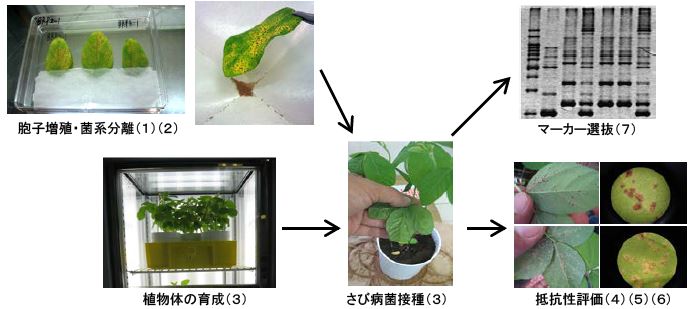 図1 ダイズさび病に対する抵抗性評価の流れ．数字はマニュアル内容（表1）との対応。