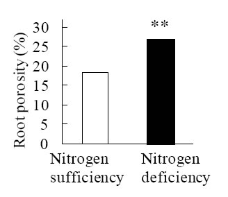 Fig. 2. Increased root porosity by nitrogen deficiency. 