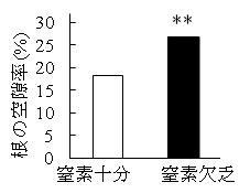 図2 窒素欠乏による根全体の通気組織の形成程度を表す空隙率の増加