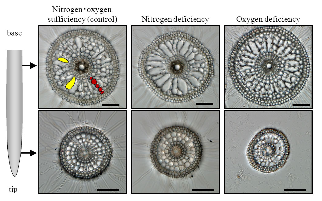 Fig. 3. Root aerenchyma in rice. 