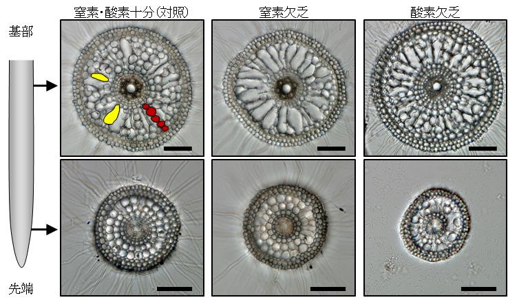 図3 播種後6日のイネの種子根の基部と先端付近における自発的および誘導的通気組織の形成