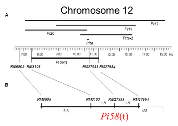 Fig. 1b. Position of resistance gene, Pi58(t), on chromosome 12.