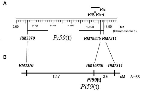 図2 第6染色体上の新規抵抗性遺伝子Pi59(t)の位置 