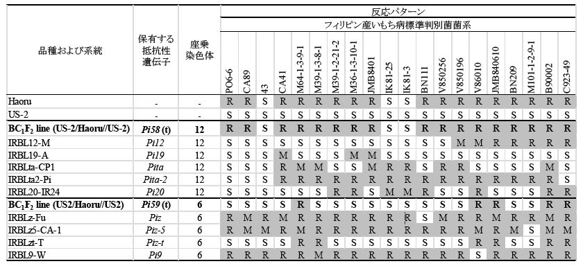 表1 判別品種およびHaoru由来抵抗性遺伝子保有系統（太字）の反応