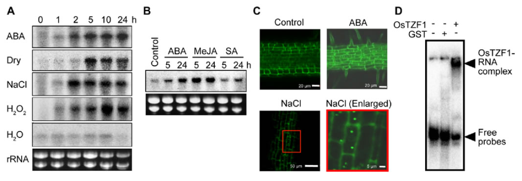 Fig. 1. Expression of OsTZF1, subcellular localization and RNA-binding activity of OsTZF1.