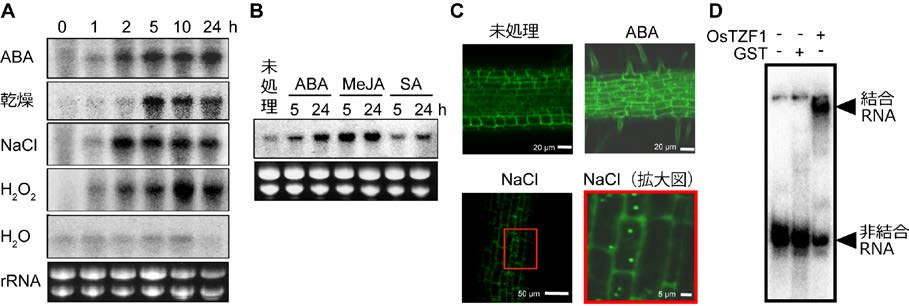 図1 OsTZF1遺伝子の発現、OsTZF1タンパク質の細胞内局在、およびRNA結合性