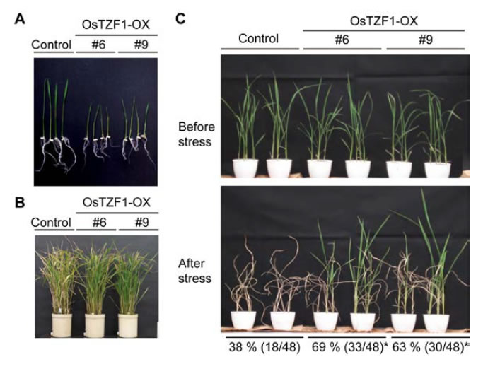 Fig. 2. Phenotypes of transgenic rice plants overexpressing OsTZF1 (OsTZF1-OX).