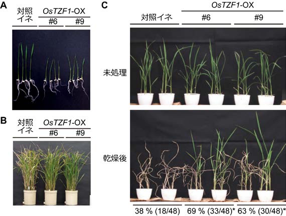 図2 OsTZF1過剰発現イネ（OsTZF1-OX）の表現型 