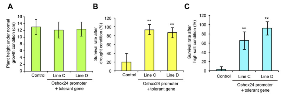 Fig. 2. Phenotype of transgenic plants expressing a stress-tolerant gene using the Oshox24 promoter.
