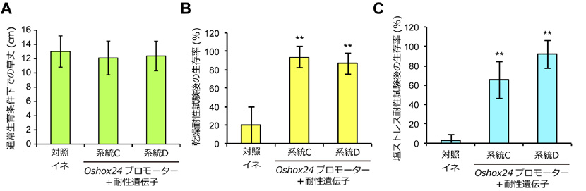 図2 Oshox24プロモーターを利用して乾燥耐性遺伝子の1種を発現させたイネ（Oshox24プロモーター＋耐性遺伝子）の表現型 
