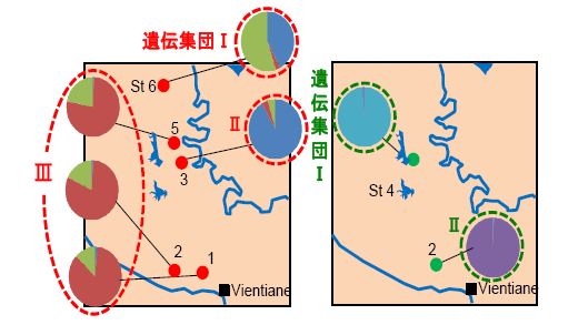 図3 Esomus metallicus （左）及びParambassis siamensis（右）の遺伝的集団構造（各個体群の標本数は32個体）