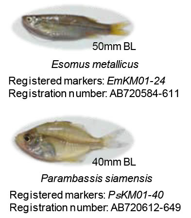 Fig. 1. Two fish species used in this study and registered DNA markers.