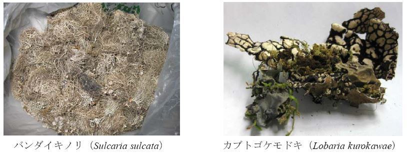 図1 食用地衣類の写真