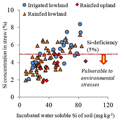 Fig. 2 Relationship between the amounts of water-soluble Si in soil and Si conc. in straw.